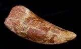 Beastly Inch Carcharodontosaurus Tooth #4207-2